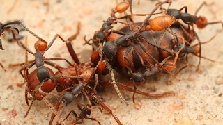 Des fourmis décapitent leur reine  ZAPPING SAUVAGE [upl. by Ias31]