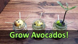 How To Grow An Avocado Plant From Seed [upl. by Tandy432]