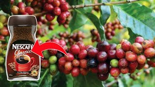 देखिये फैक्ट्री में इस तरह से बनती है Coffee  how coffee is made  how to make coffee in factory [upl. by Ahsinyd]