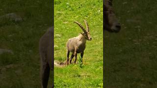 Bouquetin  Lac de Trécolpas Mercantour shorts francenature nature animals [upl. by Alesram]