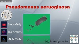 Pseudomonas aeruginosaPseudomonas aeruginosa [upl. by Wehhtam]