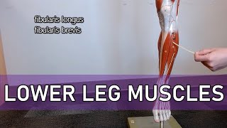 Muscles of the Lower Leg with labels [upl. by Merideth278]