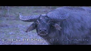 Greg Pennicott Safaris Trailer [upl. by Hamlin715]