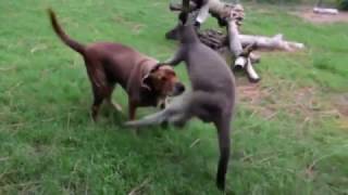 Kangaroo vs Dog [upl. by Ahsikyw]