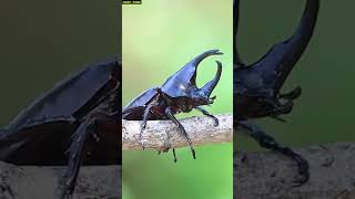 Worlds Biggest Flying Insect  Giant Hercules Beetle  hercules beetle beetles ytshort [upl. by Itnuahsa]