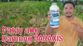 Systemic Herbicide Para sa Damong Paragis sa taniman Ng Mais  ClearMore 310SC [upl. by Rimas]