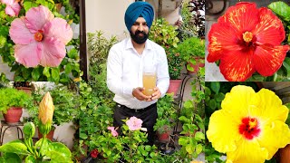 Hybrid Hibiscus care n magical organic flowering liquid fertilizer hibiscus के लिए लिक्विड खाद [upl. by Nat]