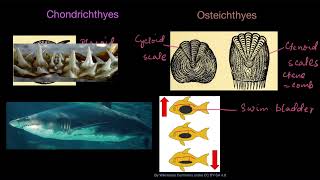 Chondrichthyes and Osteichthyes  Animal kingdom  Biology  Khan Academy [upl. by Newol766]