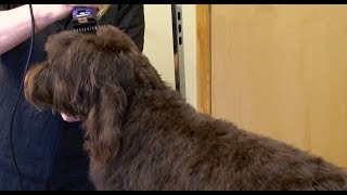 Labradoodle Grooming with WAHL KM5 Clipper [upl. by Latouche267]