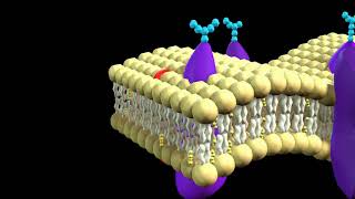 Explaination of cell membrane 3d animation [upl. by Minnnie]