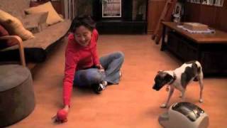 Teaching a Dog to Play Fetch  drsophiayincom [upl. by Concepcion678]