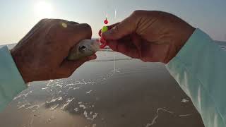 06 10 2023 Surf Fishin Tybee Island [upl. by Yk962]