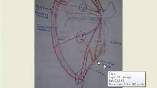 Anastomosis in upper limb around  shoulder amp Elbow [upl. by Tillie]