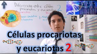 Diferencia entre células procariotas y eucariotas NIVEL EXPERTO EN 4 MINUTOS [upl. by Nigen653]