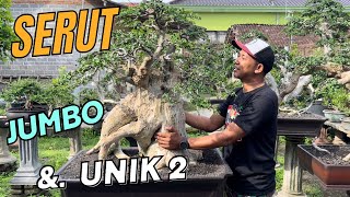 Cek Harga Bonsai Jumbo dan Unik dirumah Mas Reza Kempas Kempis [upl. by Fogg218]