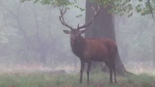 Röhrender Hirsch morgens im Wald [upl. by Eyram]