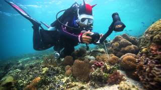 SeaLife Underwater Cameras  Diving Indonesia with SeaLife Underwater Cameras Lights and Lenses [upl. by Einavoj]