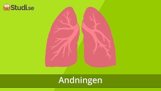 Andningen Biologi  wwwbinogise [upl. by Attesor]