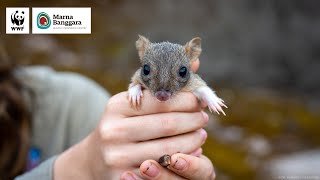 The Next Generation of Bettongs  WWFAustralia [upl. by Oht155]