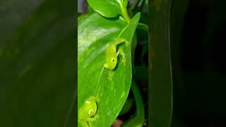 SEE THROUGH FROGS CATCHING FLIES Glass frog feeding video Hyalinobatrachium fleischmanni shorts [upl. by Pappano163]