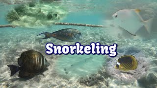 Snorkeling  Brayka Bay Resort  Marsa Alam Egipt [upl. by Eriam]