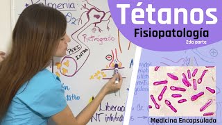 Patogenia del Tétanos  fisiopatología del Clostridium tetani 2da parte [upl. by Sudbury773]