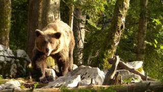 Bear Watching in Slovenia [upl. by Gloriane]