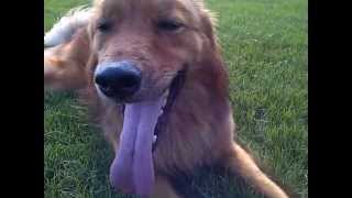 Marlo Panting and Ball Chasing at the Park [upl. by Akilak]