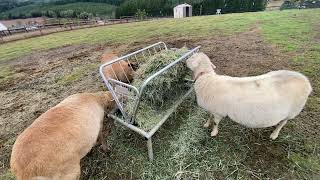 Sheep alfalfa feeding [upl. by Aelc]