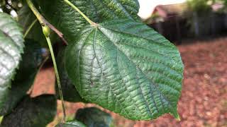 Largeleaved lime  leaf close up  September 2020 [upl. by Sybilla]