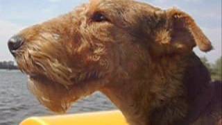 Airedale terrier on boat [upl. by Peregrine]