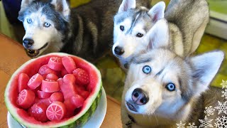 WATERMELON DOG TREAT How to make Frozen DIY Dog Treats  Snacks with the Snow Dogs 34 [upl. by Tertias643]