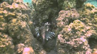 Lionfish Invasion Cape Eleuthera Bahamas [upl. by Elo]