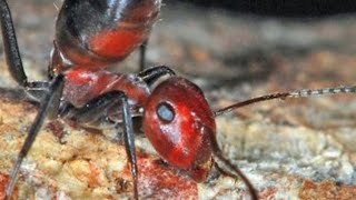 Strange ‘Exploding Ant’ Species Discovered In Asia [upl. by Ailesor412]