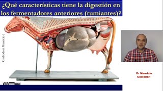 Fisiología de la digestión fermentativa fermentación ruminal y cecocólica de la celulosa [upl. by Ssenav]