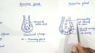 Difference between Epicrine Apocrine and Holocrine gland [upl. by Skerl]