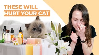 These 7 Household Items Will Hurt Your Cat Do You Pass the Safety Test [upl. by Beryle]