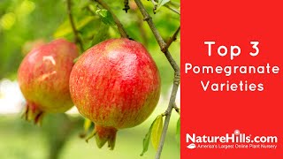 Top 3 Pomegranate Varieties  NatureHillscom [upl. by Aisset865]