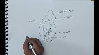 how to draw cnidoblast I ANIMAL KINGDOM I CHAPTER 4 I CLASS 11 BIOLOGY I NCERT [upl. by Ttenneb359]