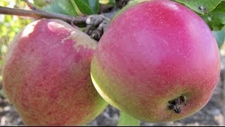 How to Plant a Fruit Tree  Essential Steps [upl. by Felicity]