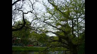 Old Ginkgo biloba Horizontalis in Leiden [upl. by Remle]