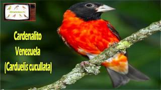 Canto Cardenalito Venezuela  Spinus cucullata  Carduelis cucullata [upl. by Gahl]