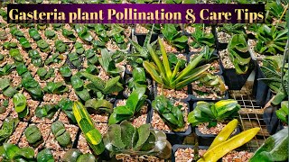 Gasteria plants pollination 🖌️ tips amp care Tips Hacks That Everyone Should Know [upl. by Arorua]