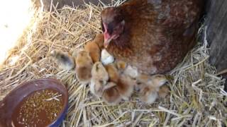 Broody hen with day old chicks [upl. by Ehtnax]