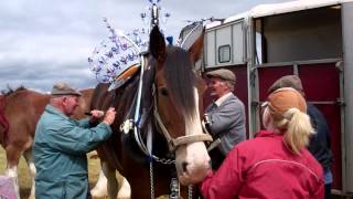 Preparing Clydesdale Horse Agricultural Show Kirriemuir Angus Scotland [upl. by Suilenroc593]