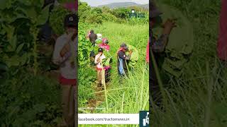 MFOI Millionaire Vetiver Farmer of India  Vetiver Grass Farming  vetiver mfoi23 grass short [upl. by Eadrahs]