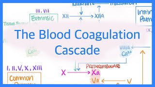 The Blood Coagulation Cascade Intrinsic Extrinsic amp Common Pathways [upl. by Valma]