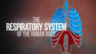 Respiratory System of the Human Body  How the Lungs Work Animation [upl. by Atiuqahc]