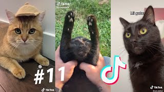 LOS MEJORES TIK TOKS DE GATOS Y PERROS 10  Recopilación de Tik Toks de animales [upl. by Piderit]