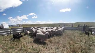 Sheep shearing in Montana 360 video [upl. by Boaten]